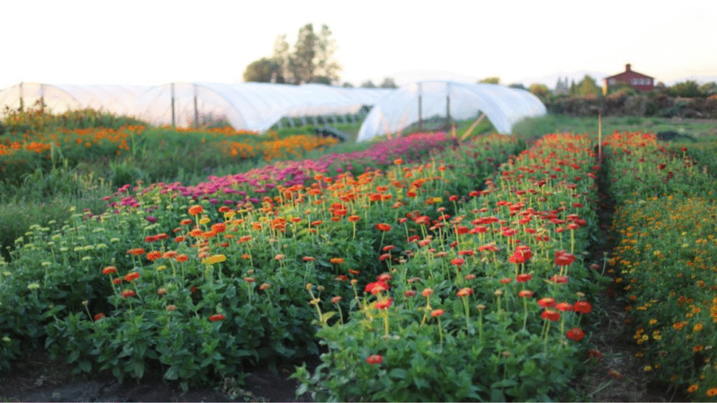  Efficient small-scale flower farm layout with organized rows and paths for maximizing production