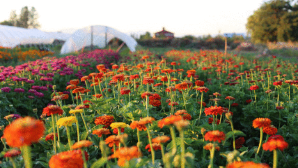 “Rows of blooming zinnias and sunflowers growing on a small flower farm.”