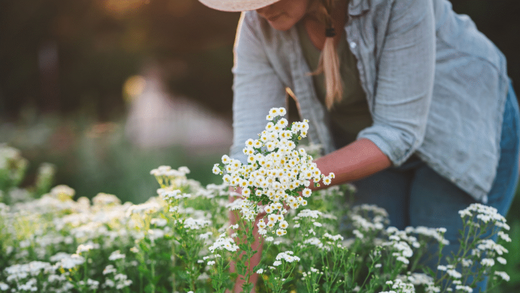  “Flower farmer harvesting blooms from intensive planting beds on a small-scale farm.”

