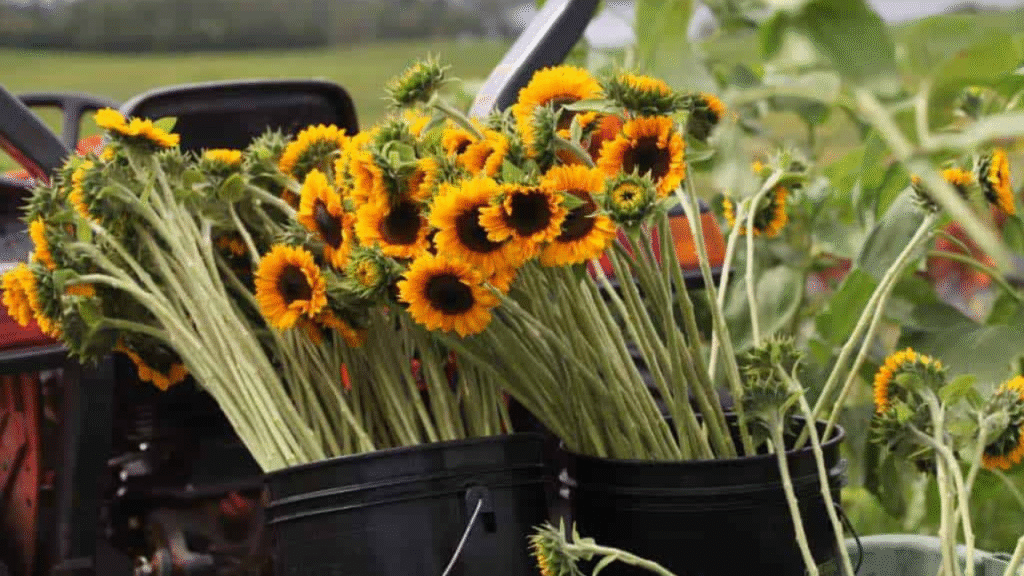 Freshly cut dahlias and sunflowers stored in water buckets for longer vase life.”

