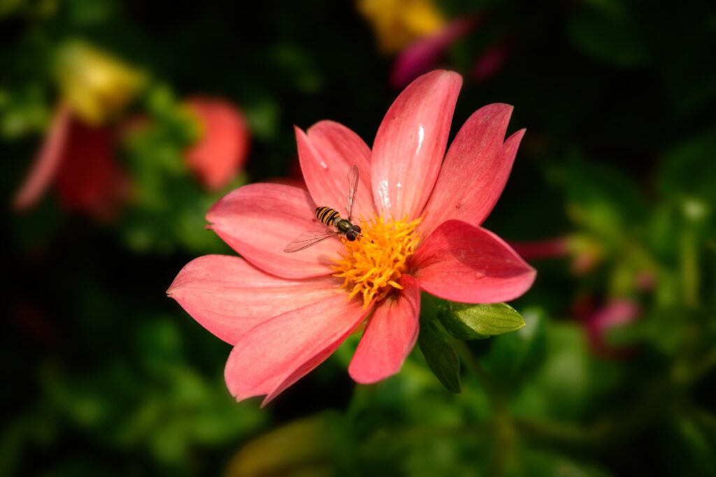 "Bee pollinating a bright zinnia flower in summer"