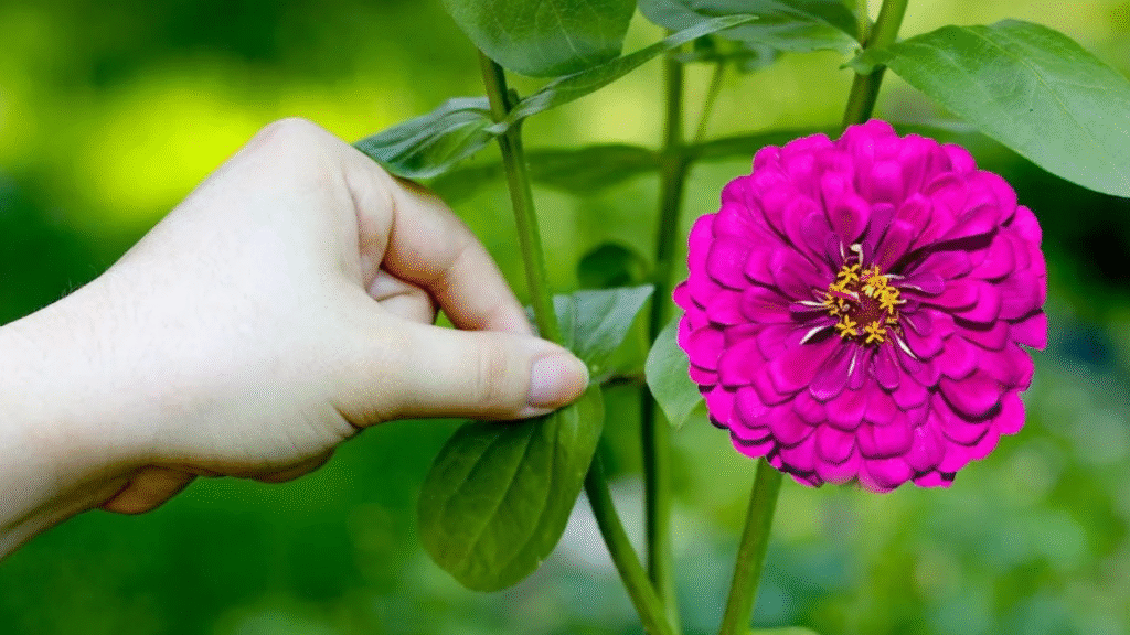"Harvesting a zinnia flower stem using garden snips for bouquets"