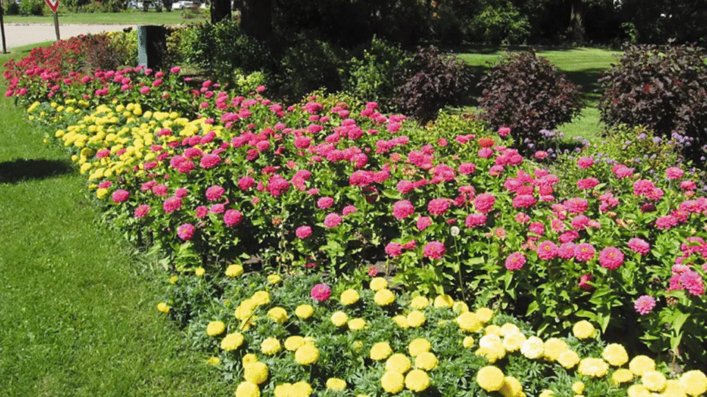 "Zinnias adding beauty and color to a home garden"