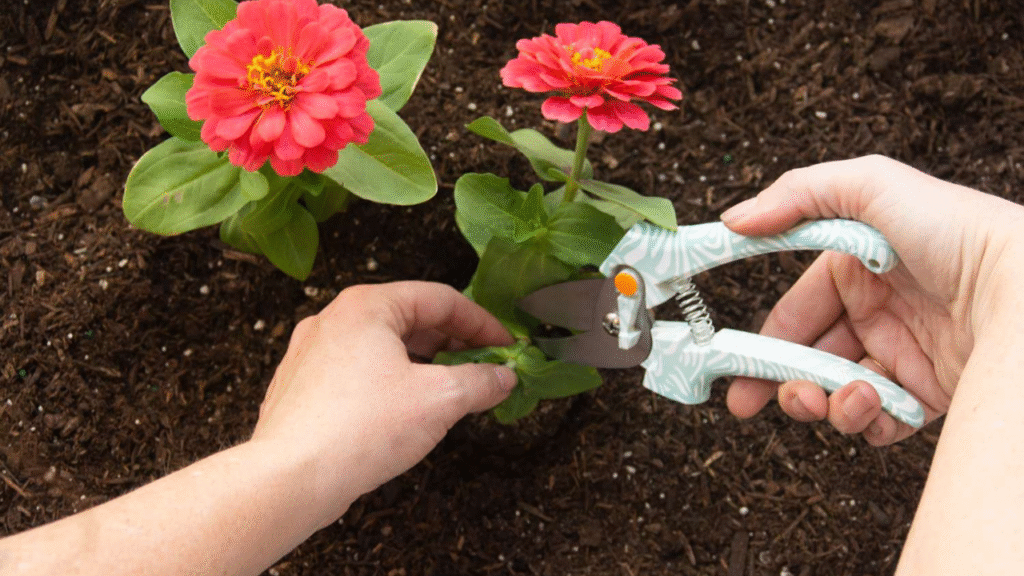 "Planting zinnia seeds in seed trays for early spring sowing"