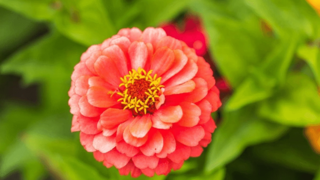 Close-up of a pink zinnia flower showing its layered petals and vibrant color"