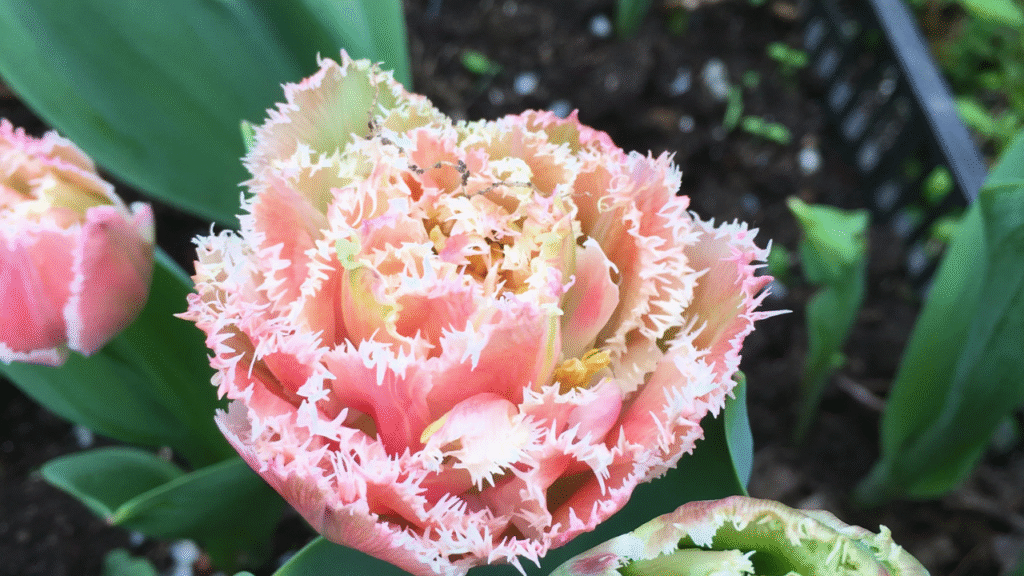 “Close-up collage of high-profit cut flowers including dahlias, peonies, ranunculus, and lisianthus”

