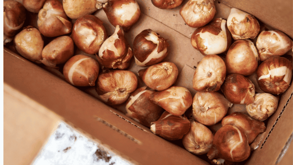 “Tulip bulbs drying after blooming, ready for storage and next season”