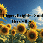 How to Grow Sunflowers: Easy Step-by-Step Guide to Gorgeous Blooms