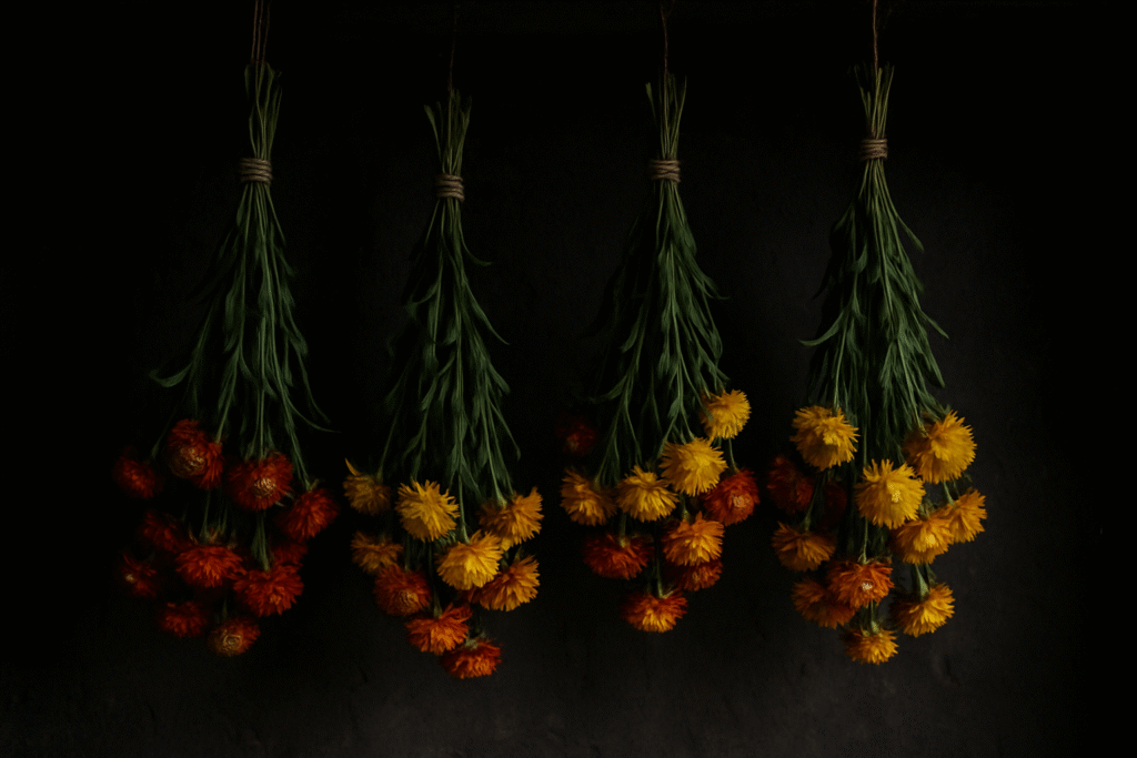 Bundles of strawflowers hung upside down for air-drying to preserve vibrant colors.