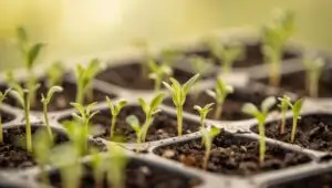 “Salpiglossis seedlings growing in seed trays ready for transplanting”