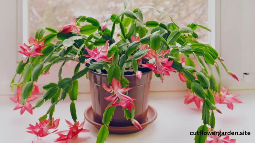 Christmas Cactus