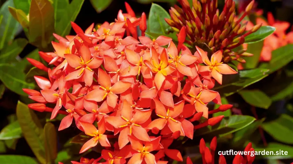  Ixora