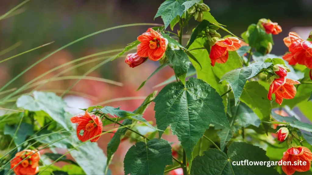 Flowering Maple.