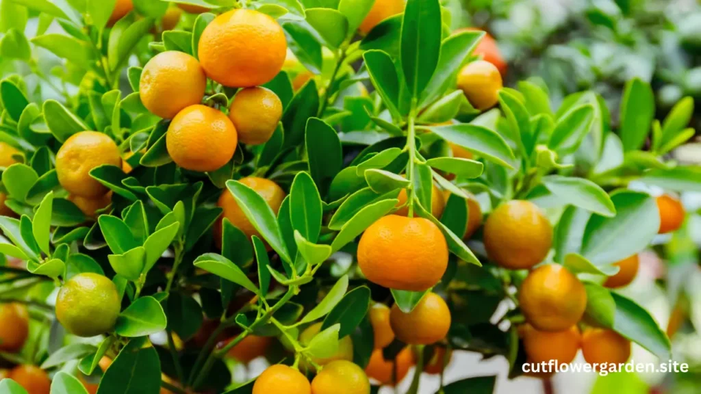 Calamondin Orange
