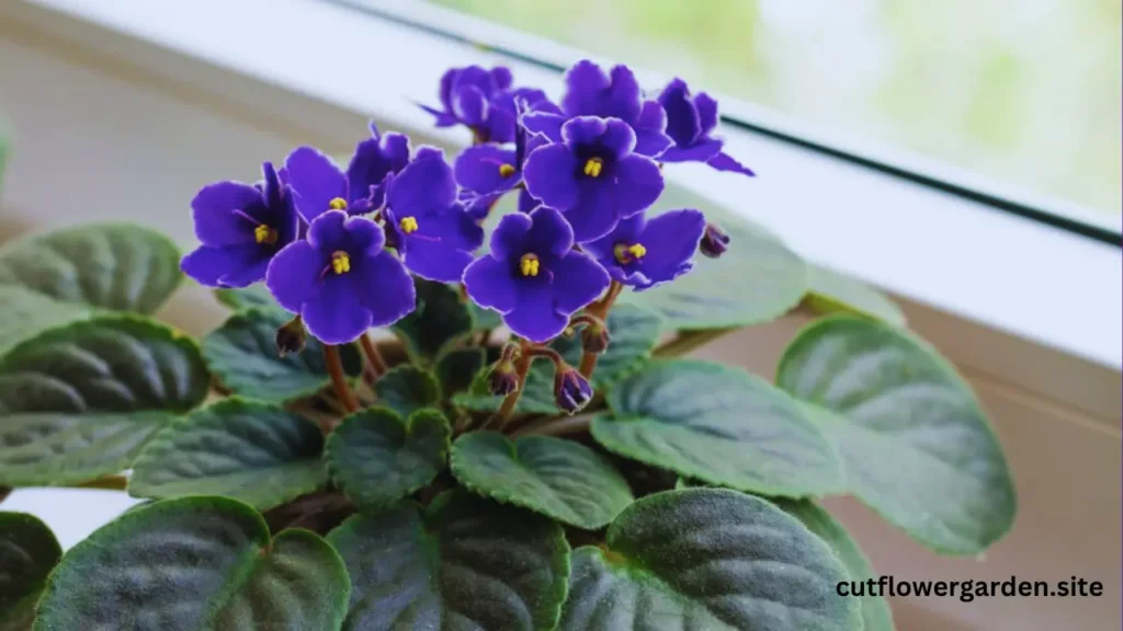 Showing African Violet In Vase.