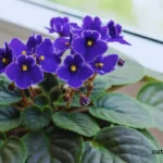 Indoor Flowering Plants