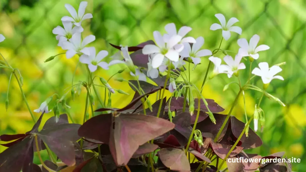 Oxalis